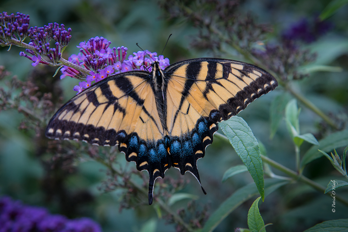 Swallowtail With Repost