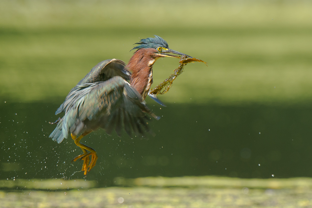 Green Heron