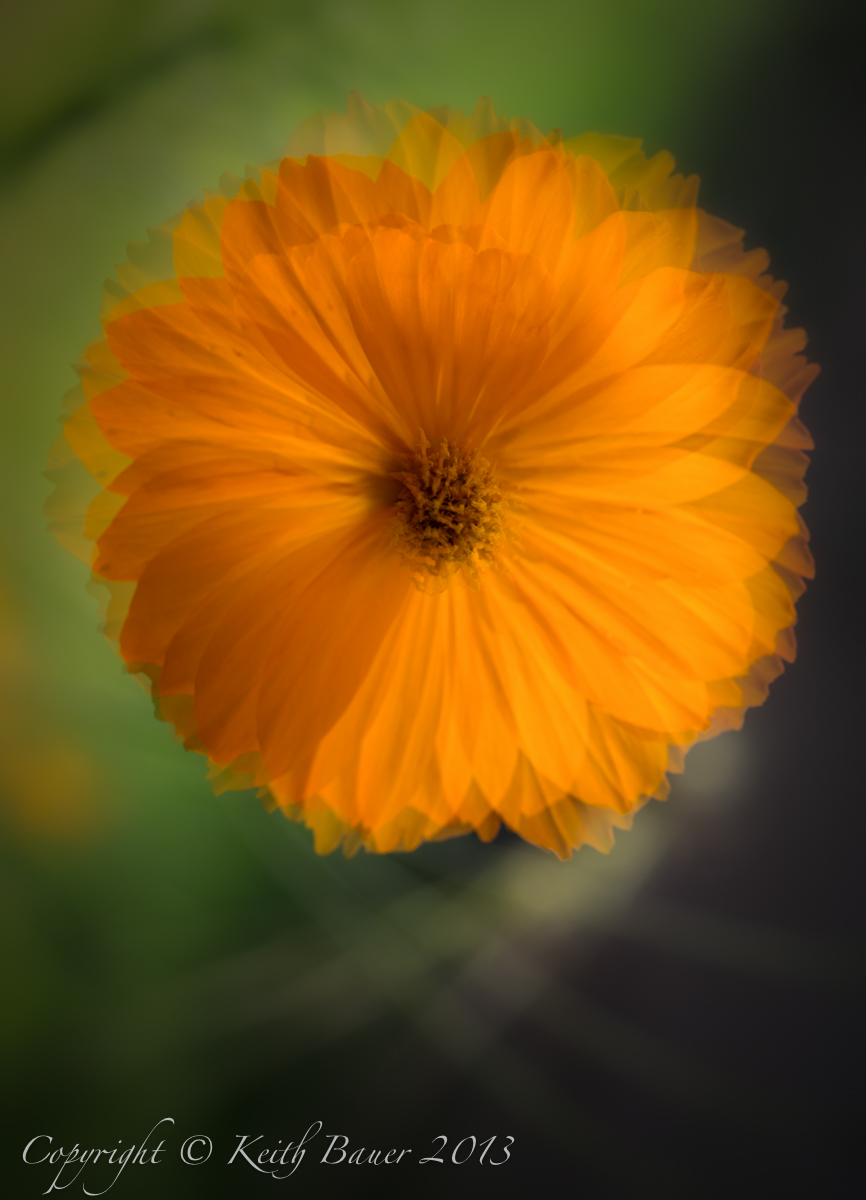 Cosmos Twirl