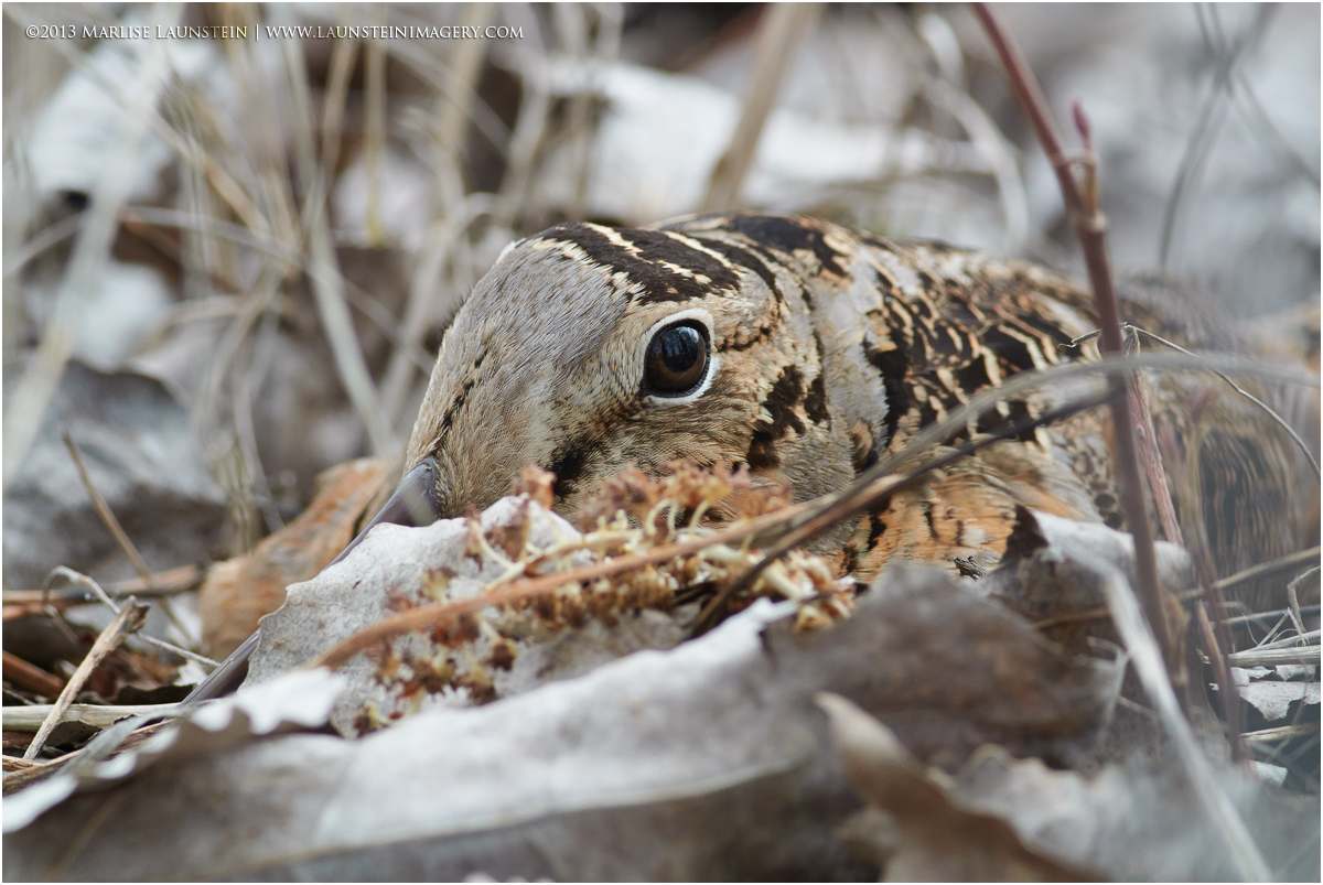 Woodcock Camo