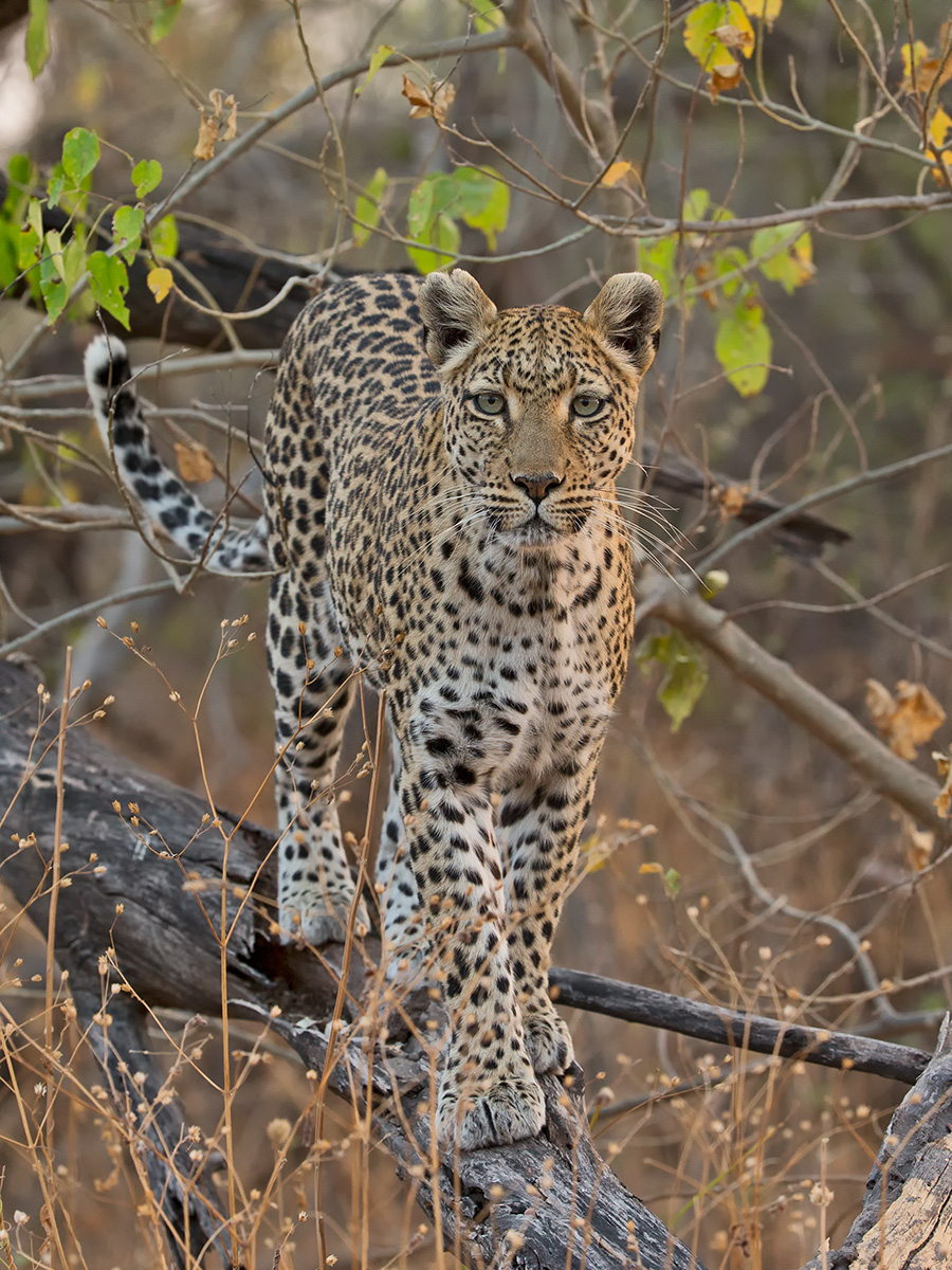 Late Night Leopard