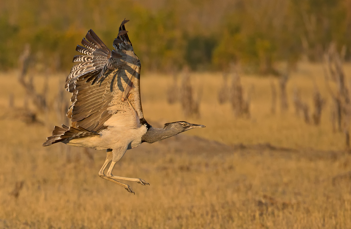 Kori Bustard