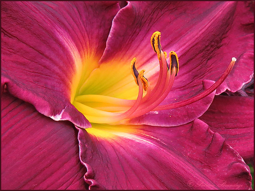 Day Lily