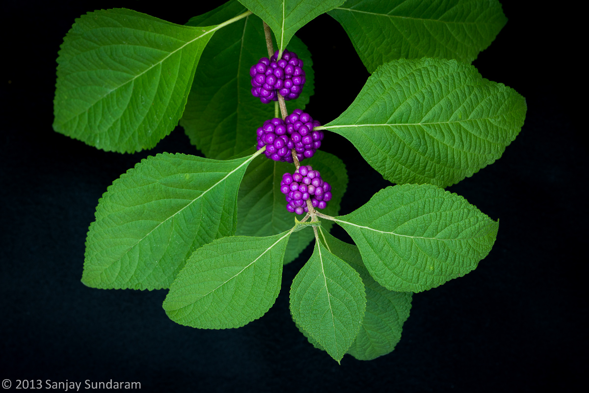 American Beautyberry 2
