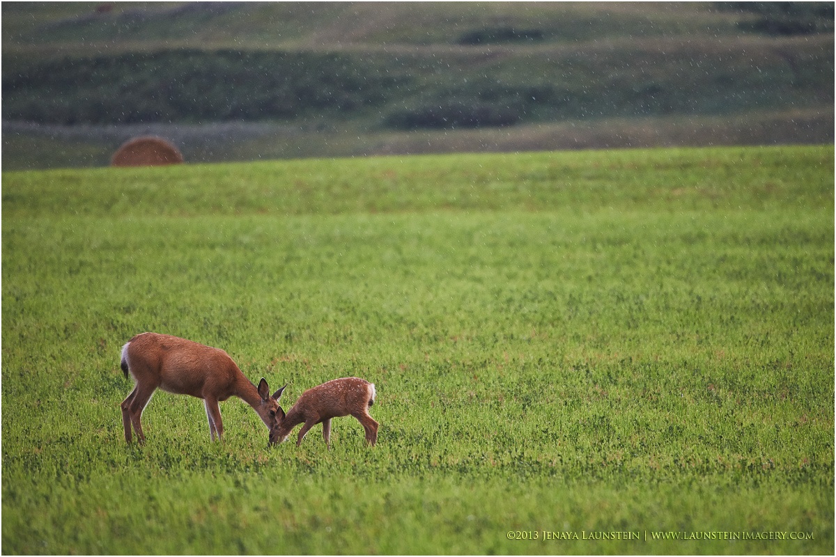 A Mother's Love