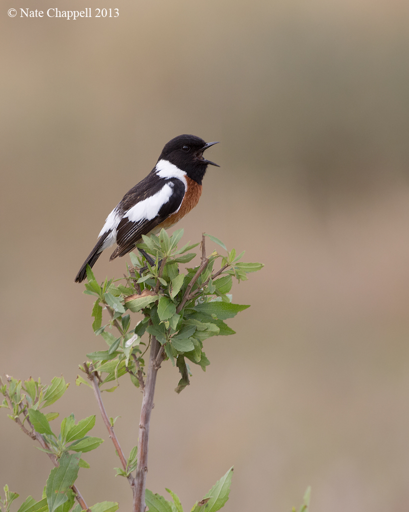 African Stonechat
