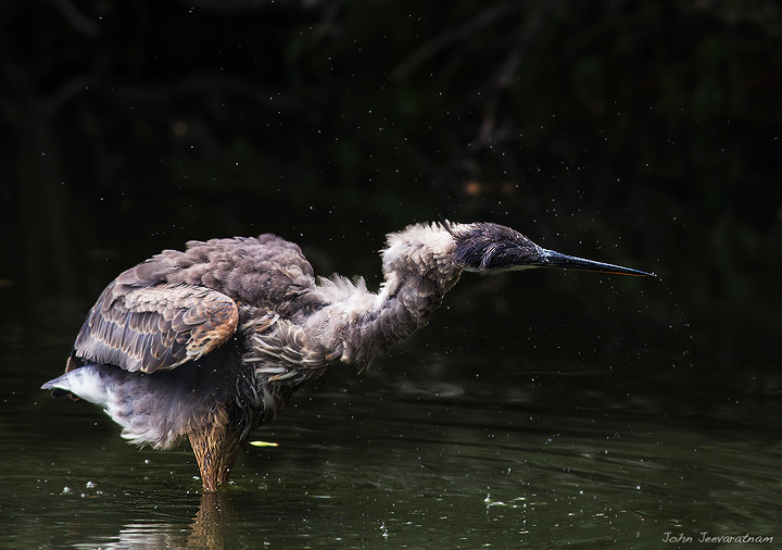 Great Blue