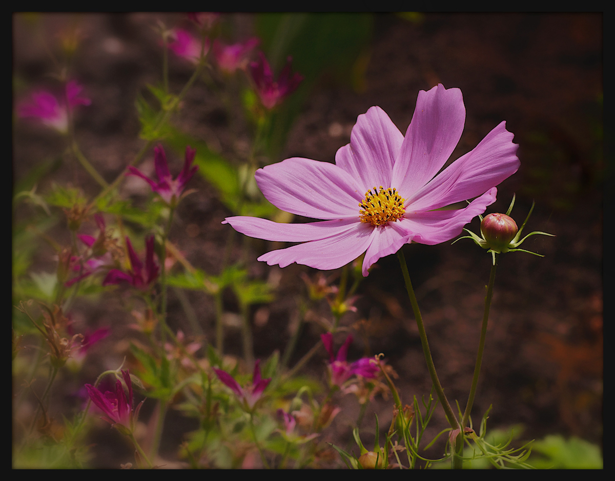 Pink Cosmos and bud