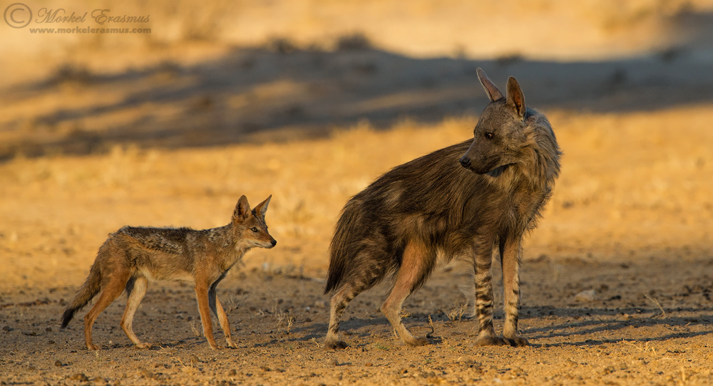 Two Scavengers