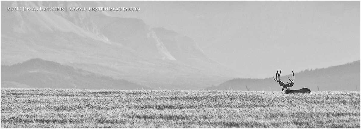 B&W Buckscape (repost)