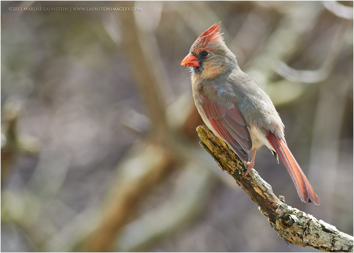 My first Cardinal