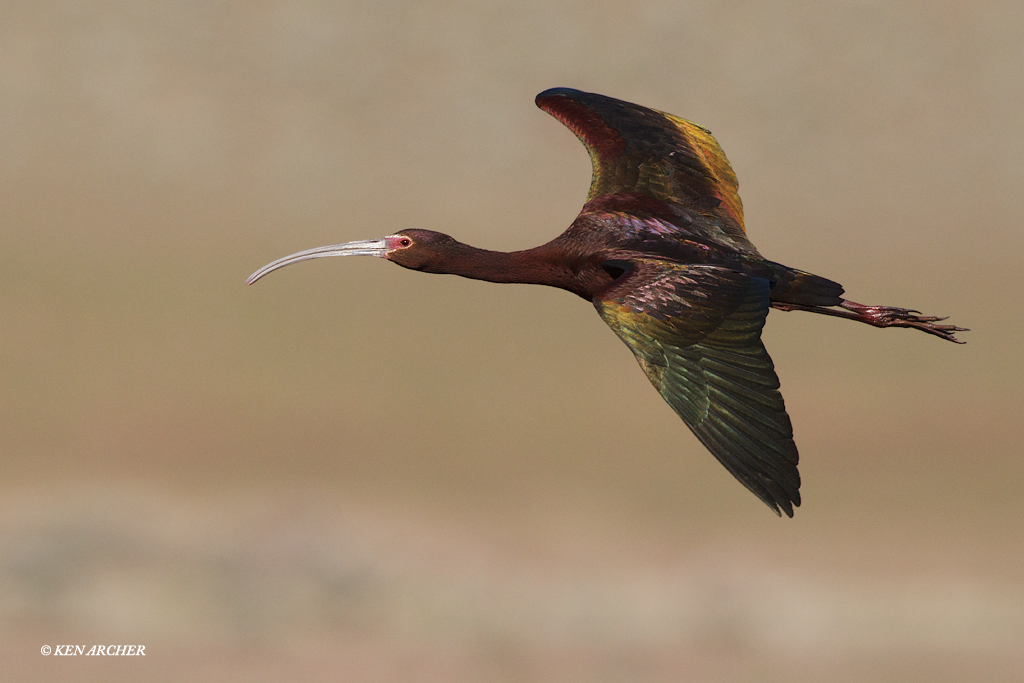 Whie-faced Ibis