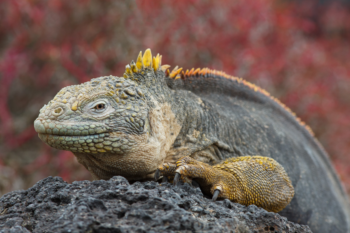 Land Iguana