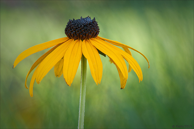 Black Eyed Susan