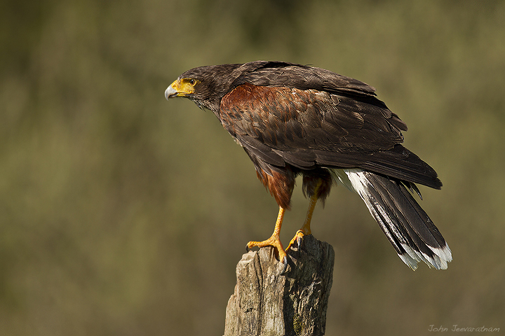 Harris's Hawk