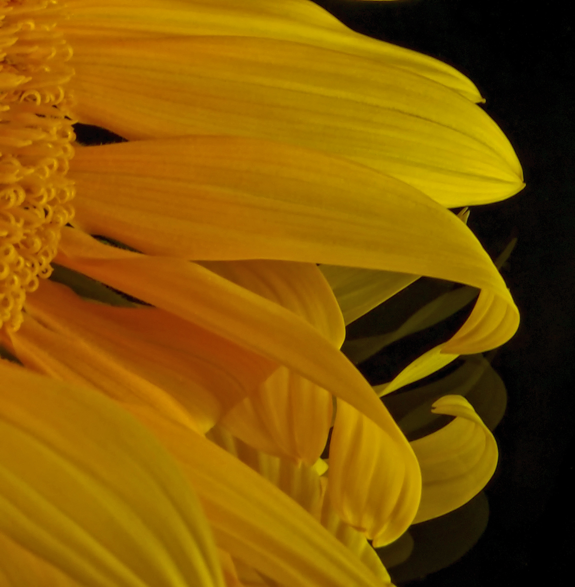 Sunflower detail