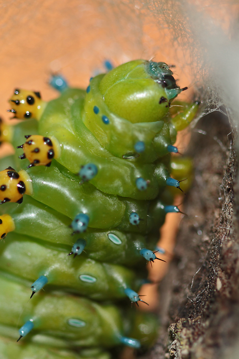 Caterpillar