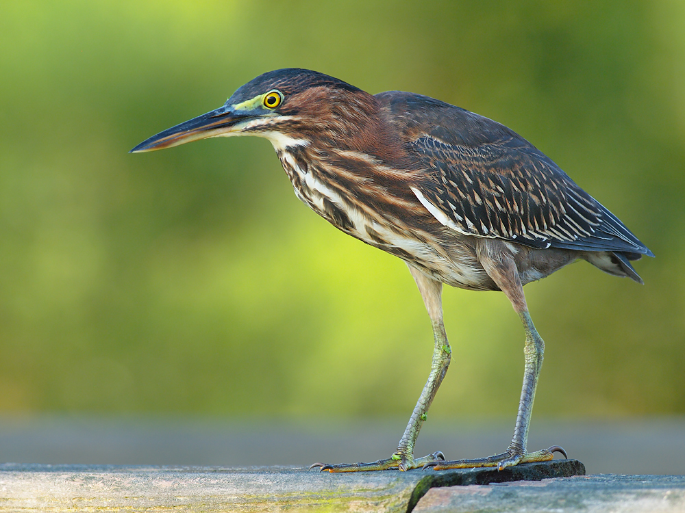 Green Heron on a Rail