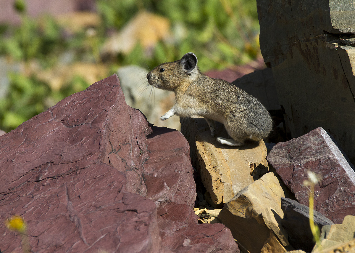 Pika
