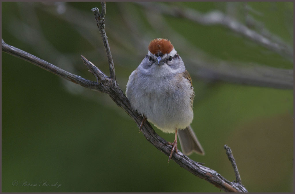 Chipping Sparrow