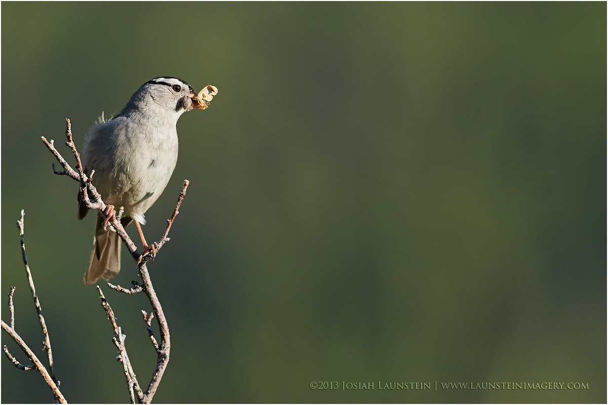 White-crowned Sparrow