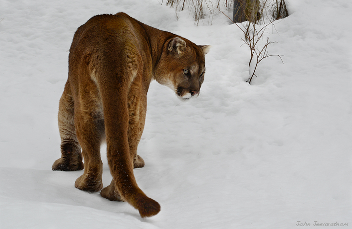 Cougar (Mountain Lion)