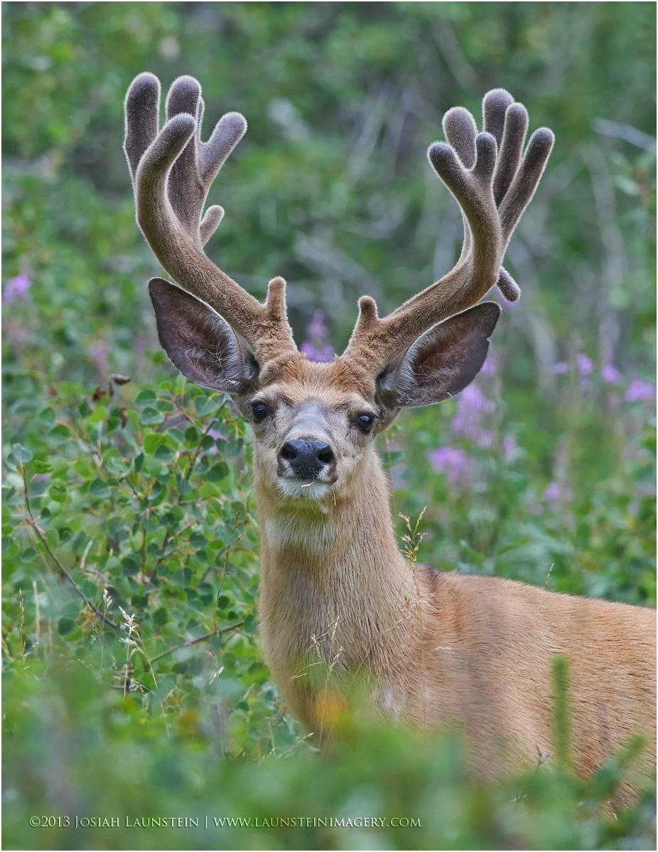 Forest Buck
