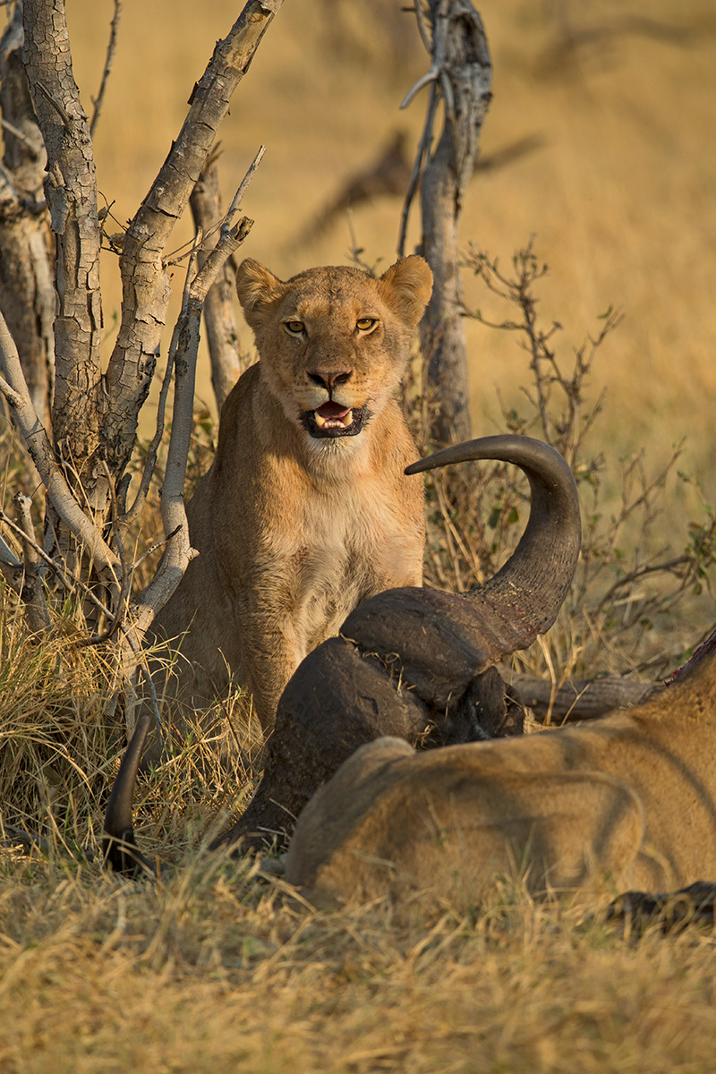Happy Lion
