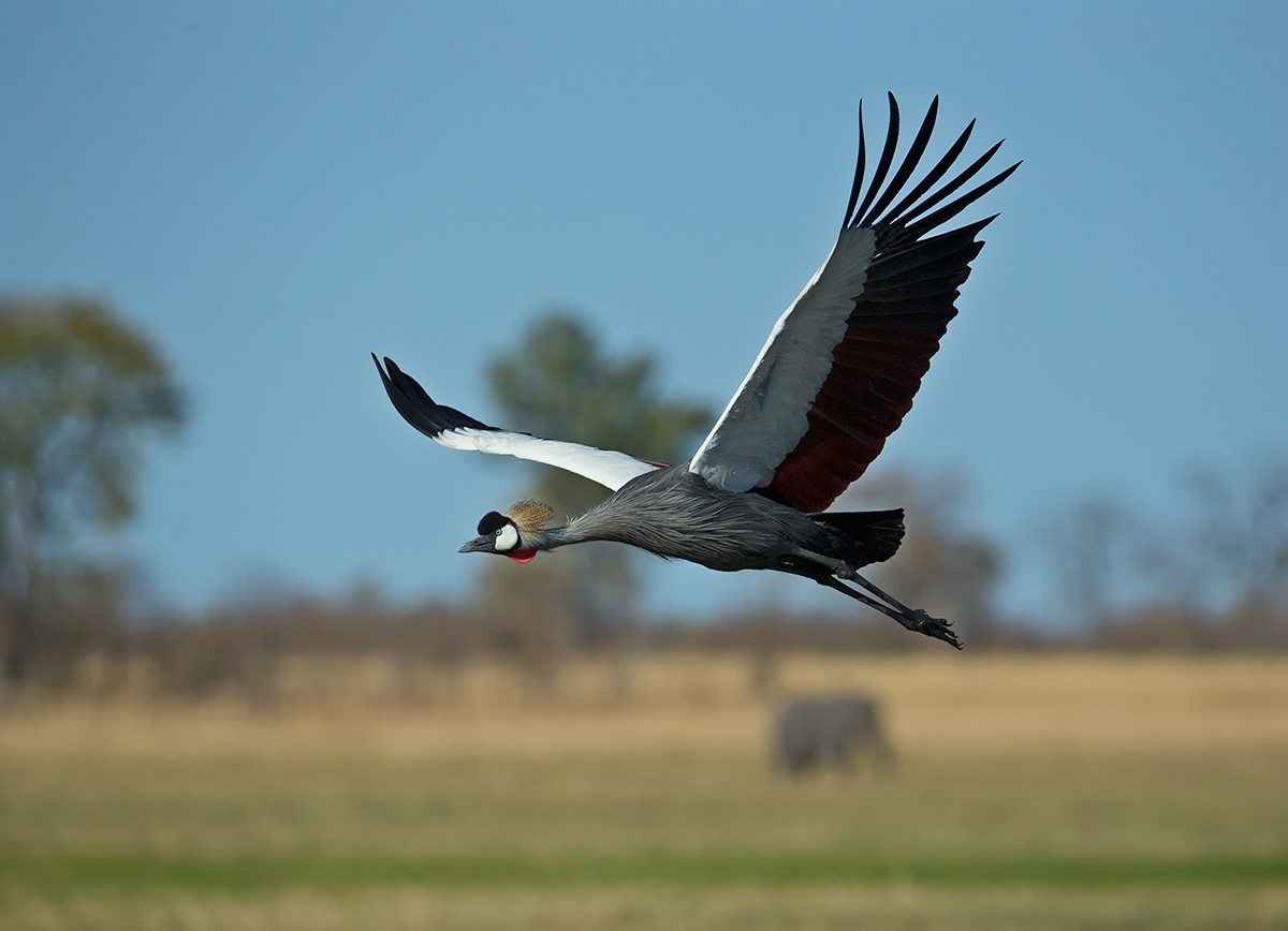 Grey Crowned Crane