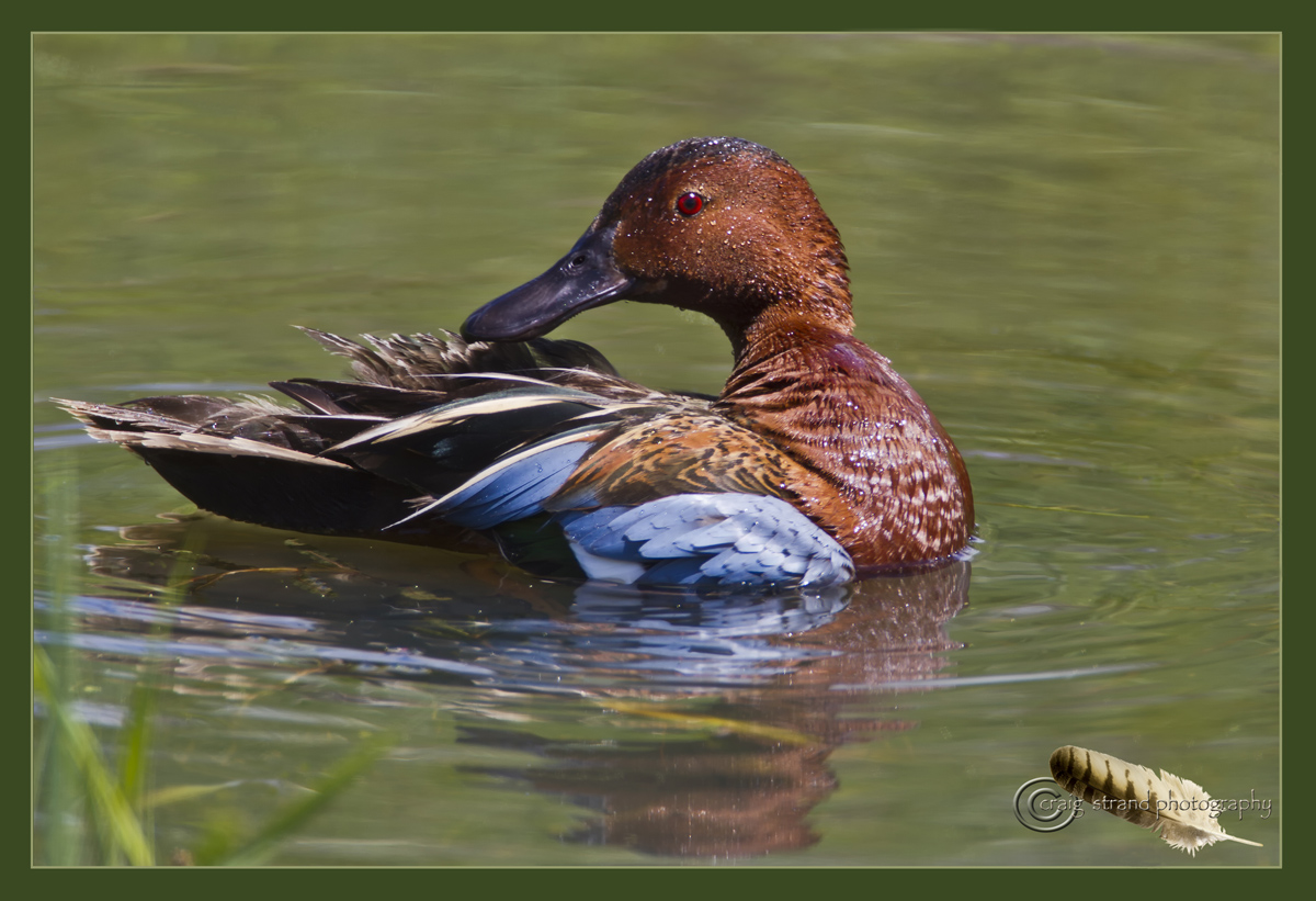 Preening Teal