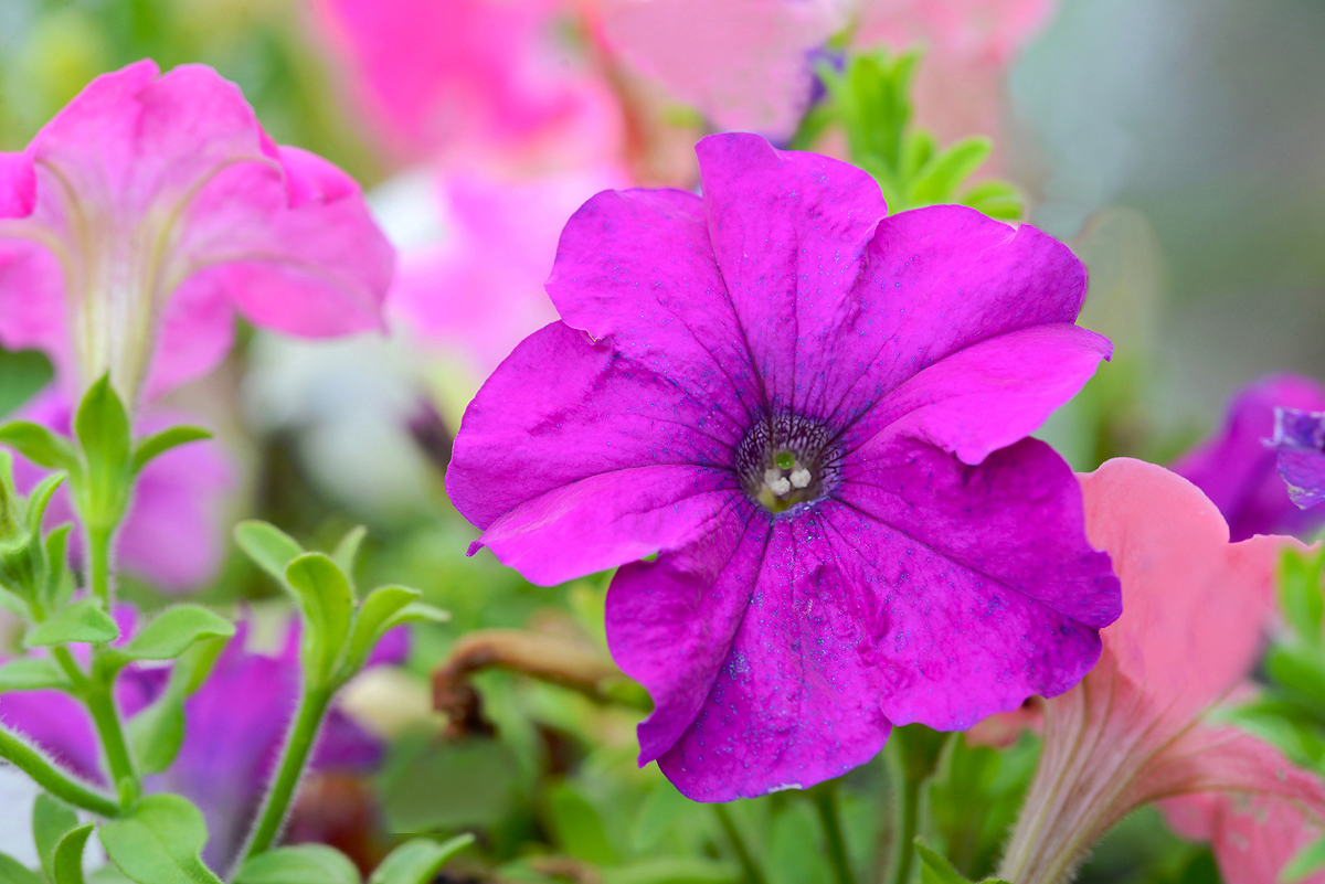 Petunia  Fantasy