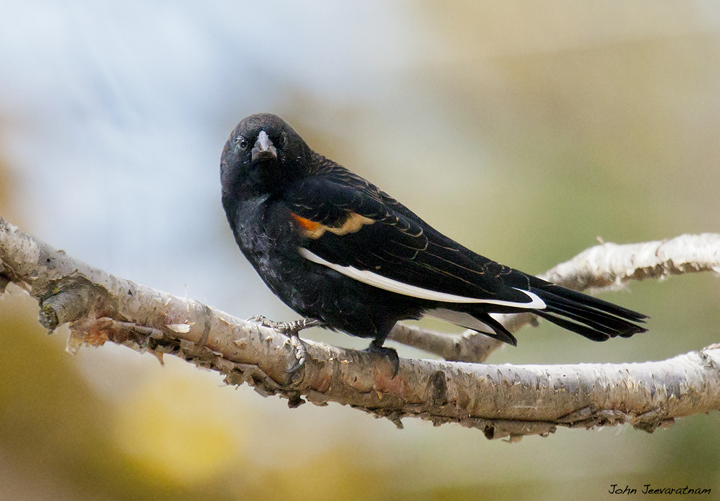 Red-winged Blackbird