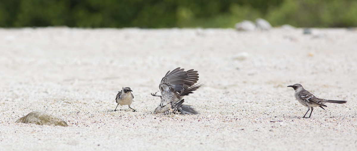 Hood Mockingbirds