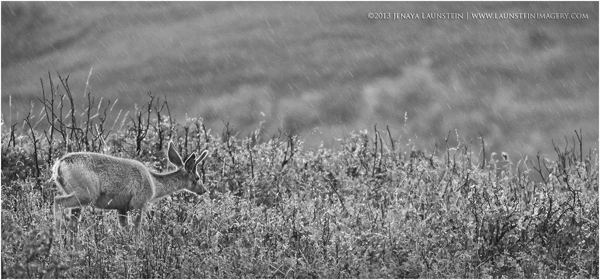 Into the Rain