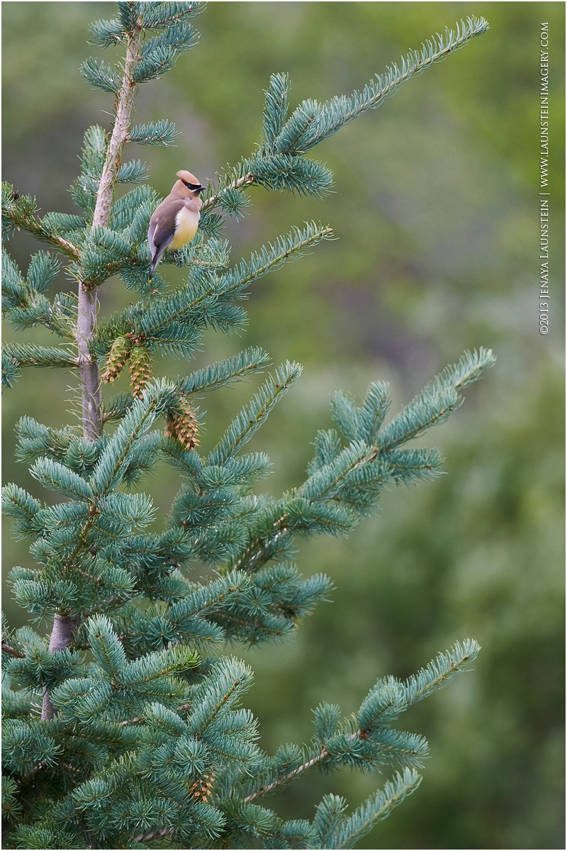 Waxwing-scape