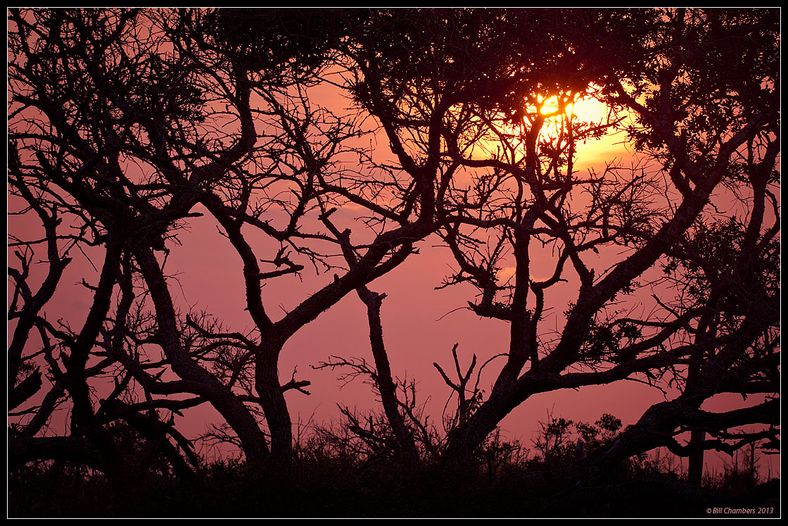 Magenta Sunset