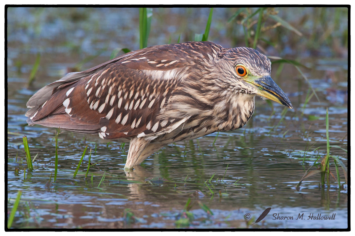 BCNH Juvenile