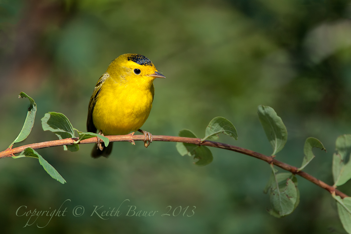 Wilsons Warbler