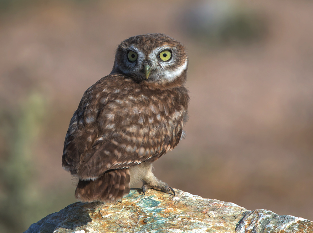 Little Owl