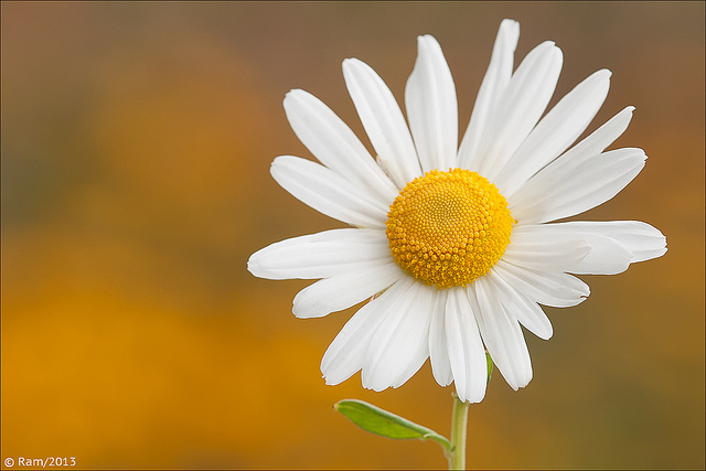 White Daisy