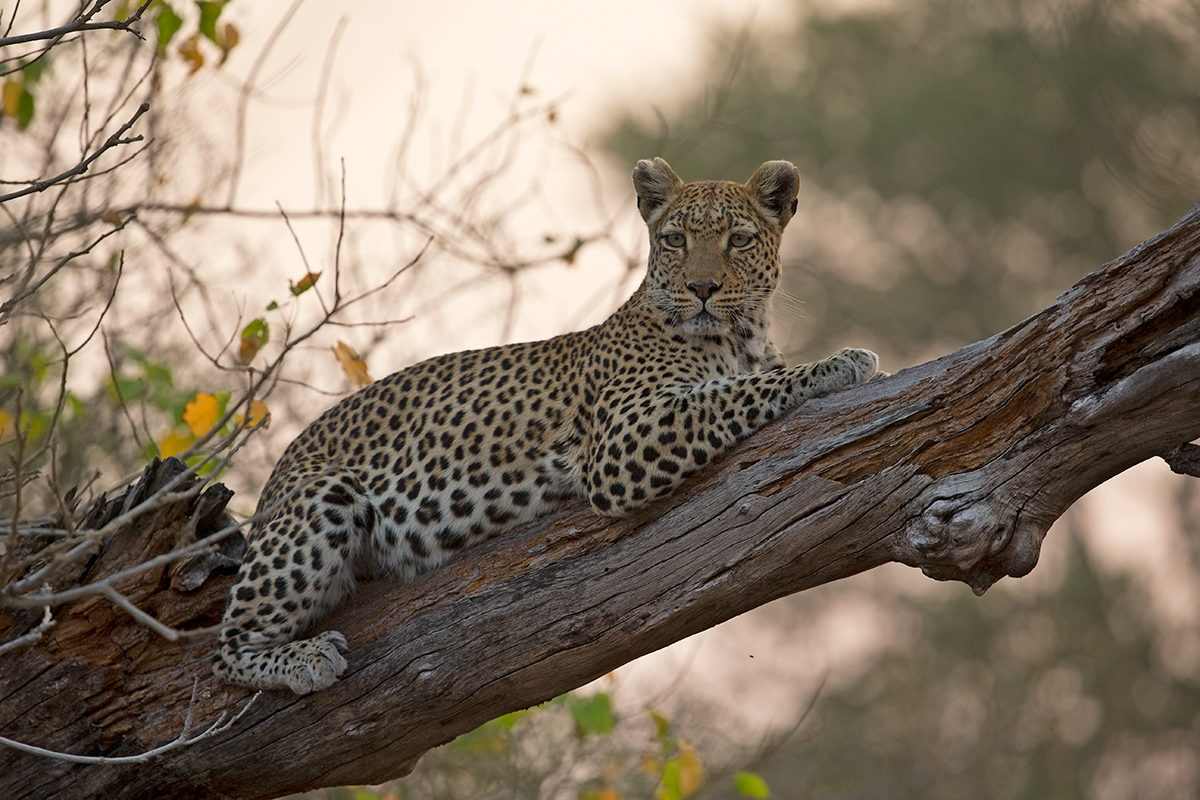 Another Leopard