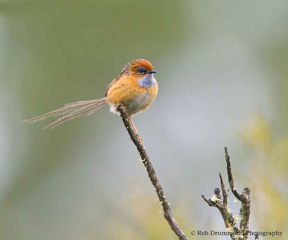 Southern Emu-wren