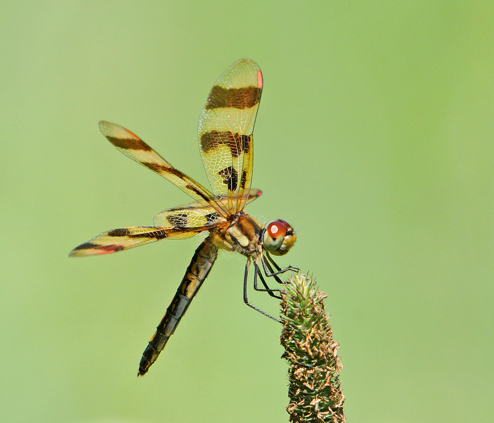 Halloween Pennant
