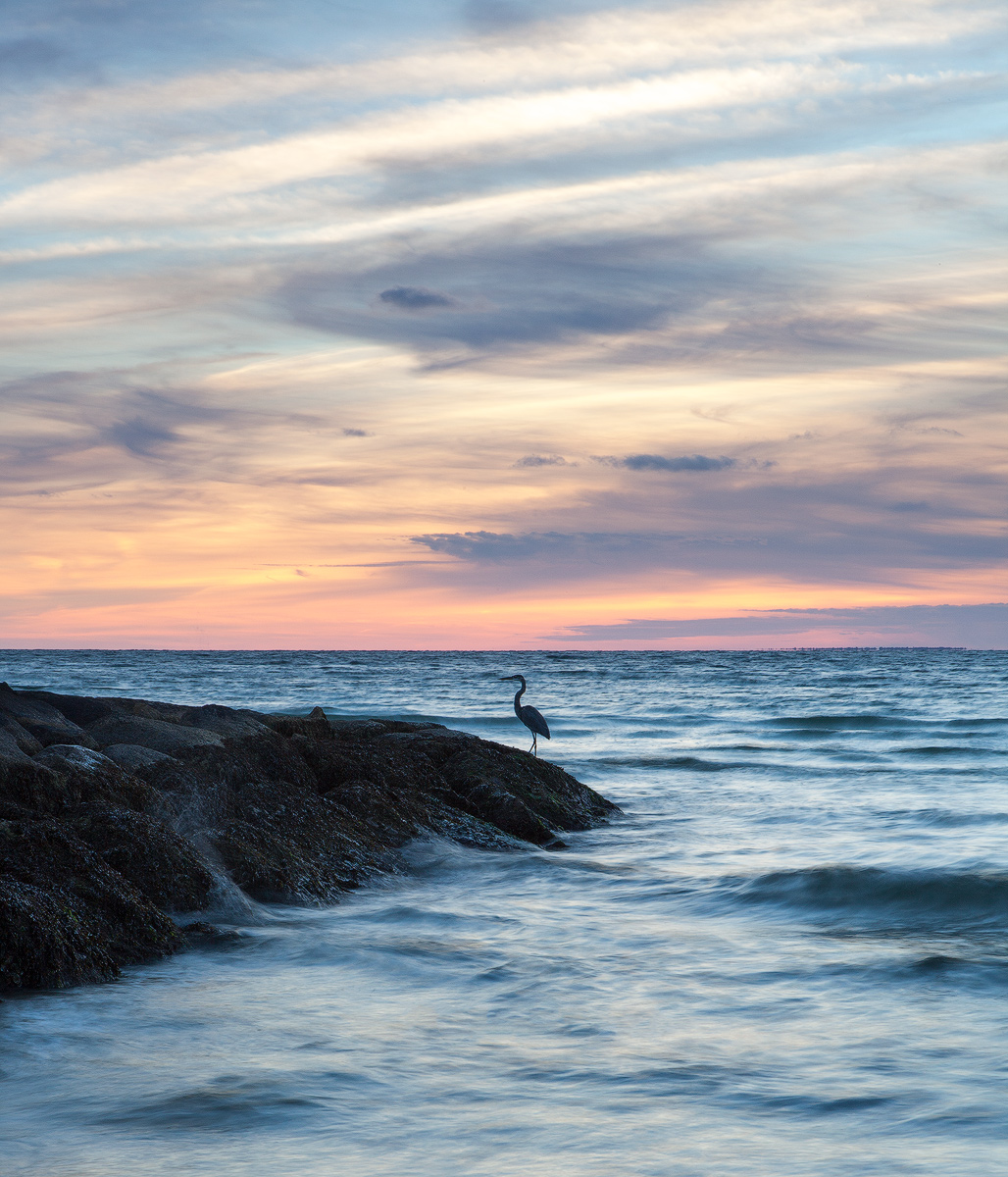 Blue Heron Sunset +Repost