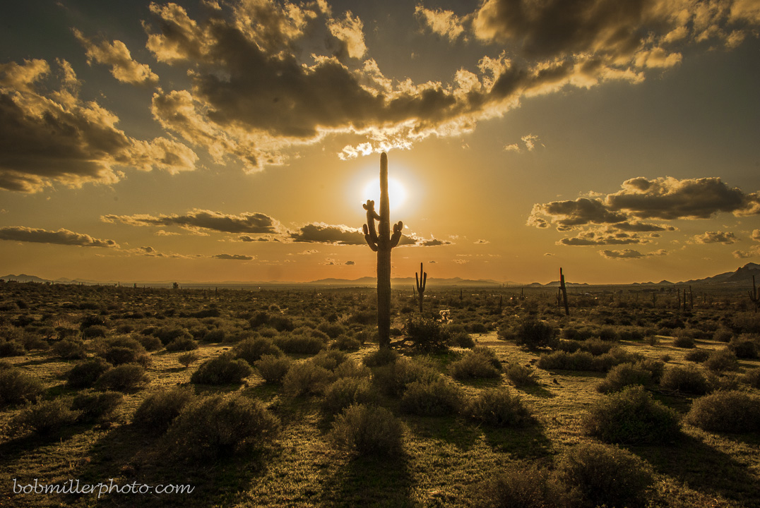 Saguaro Sunset