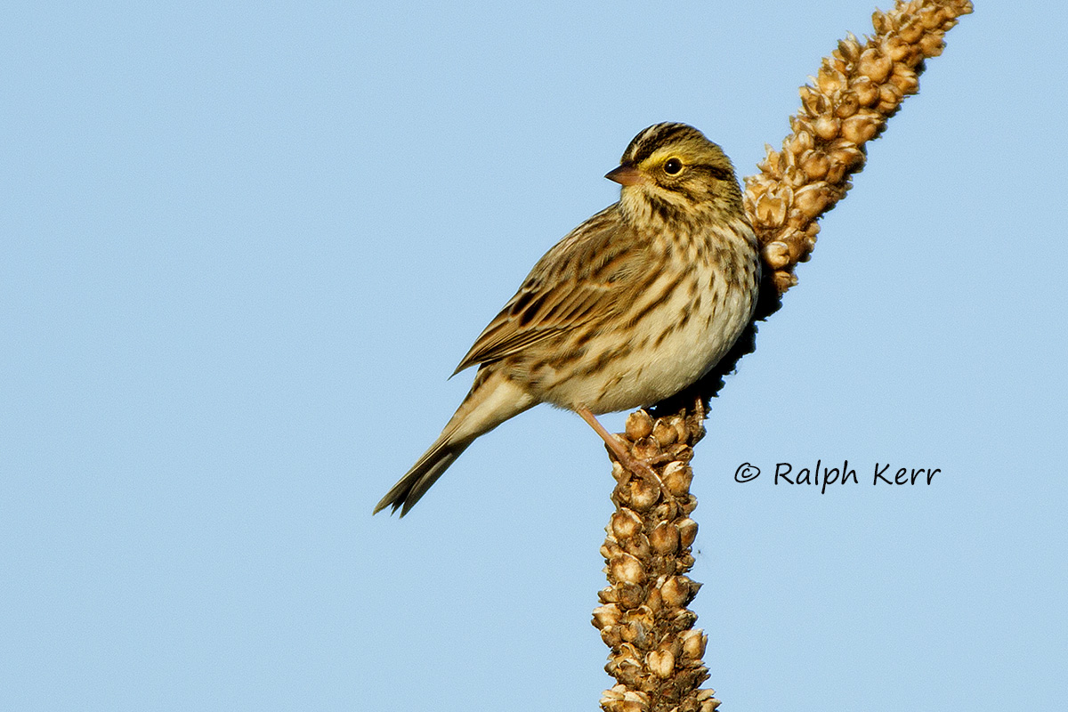 Savannah Sparrow