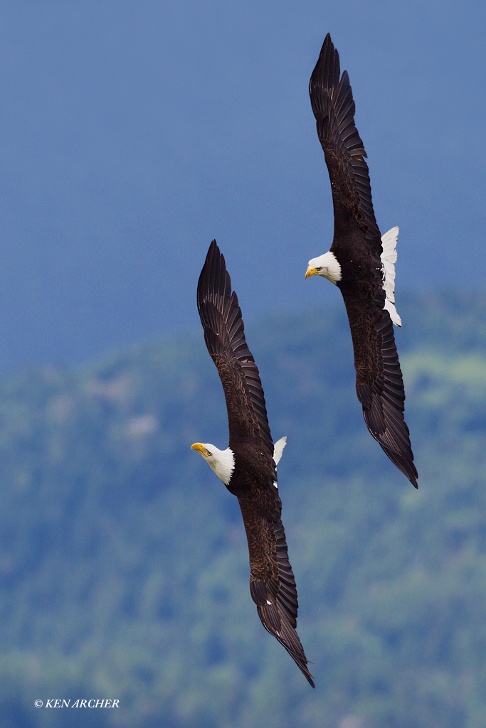 Bald Eagle Pair