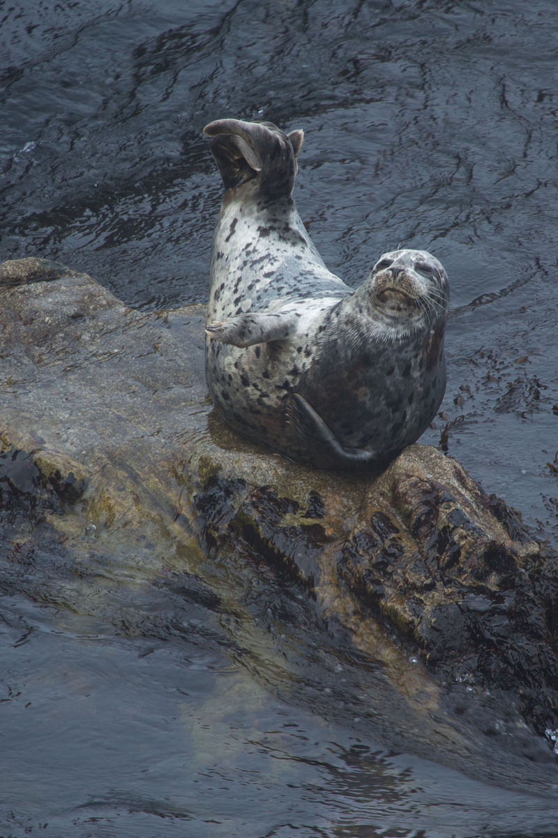 Harbor Seal Yoga