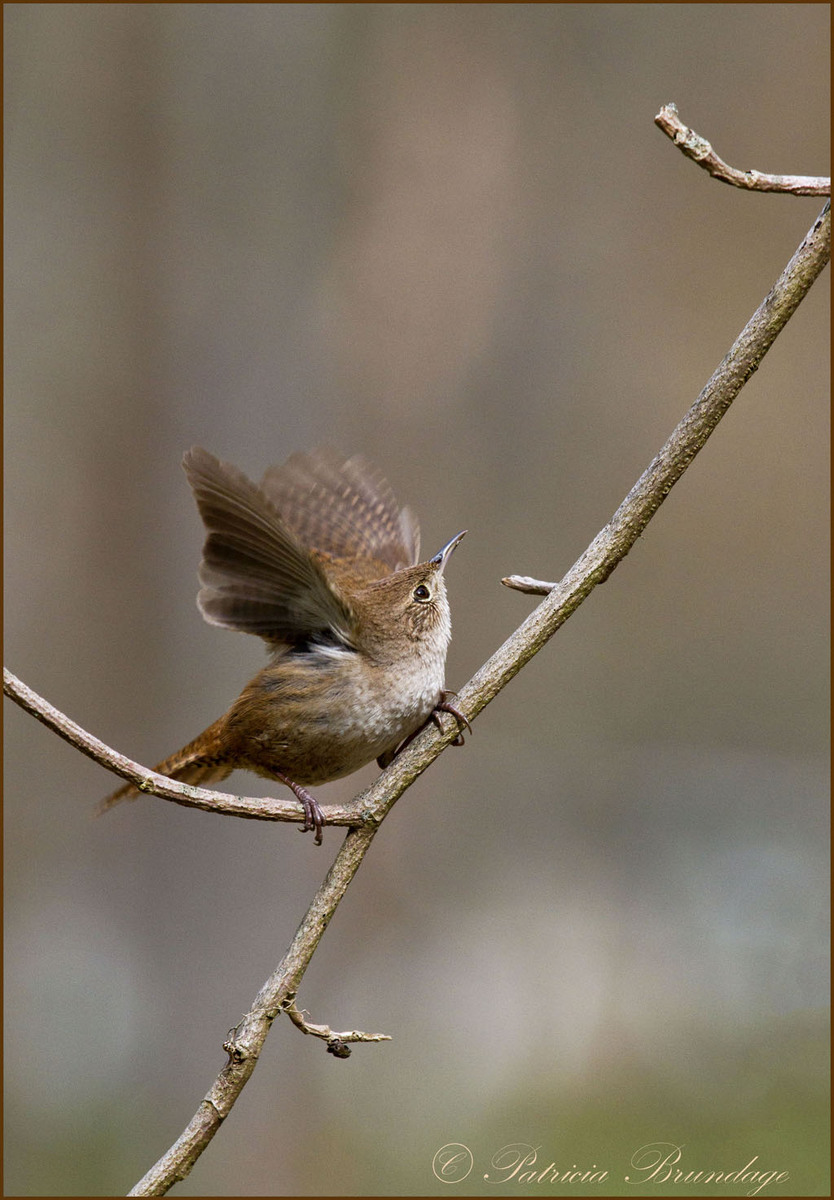House Wren