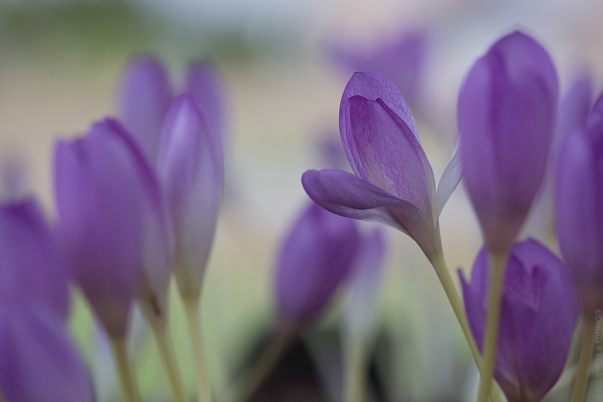 Fall Crocus